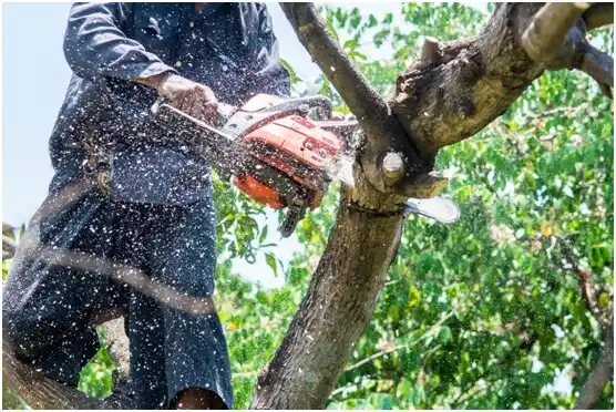 tree services Beaverton